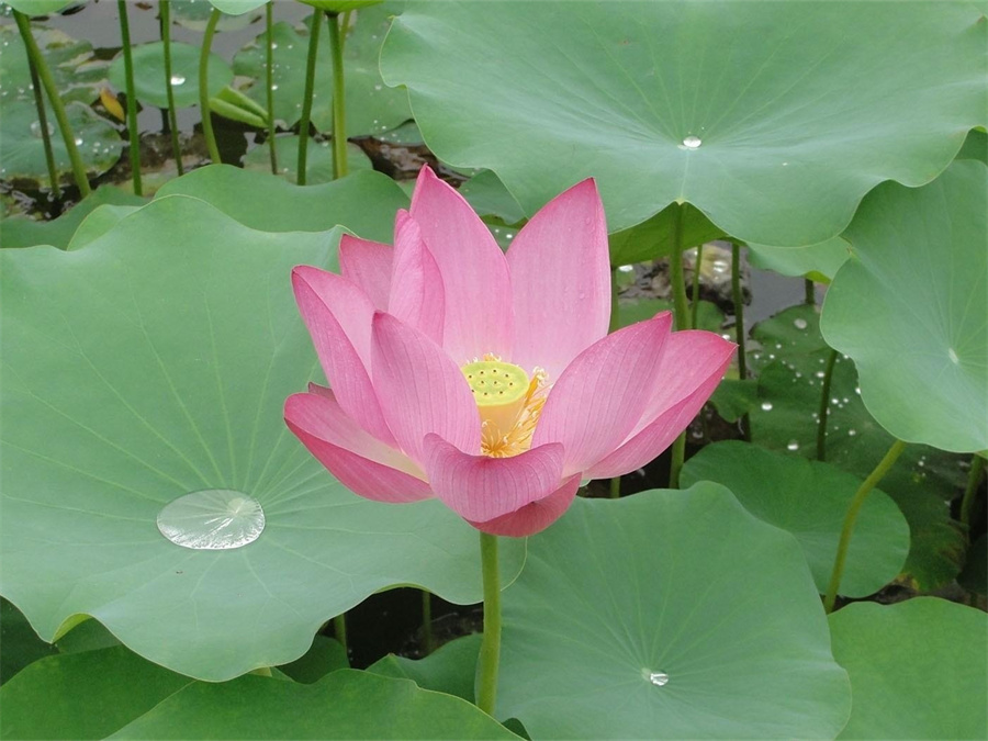 Lotus Leaf 01