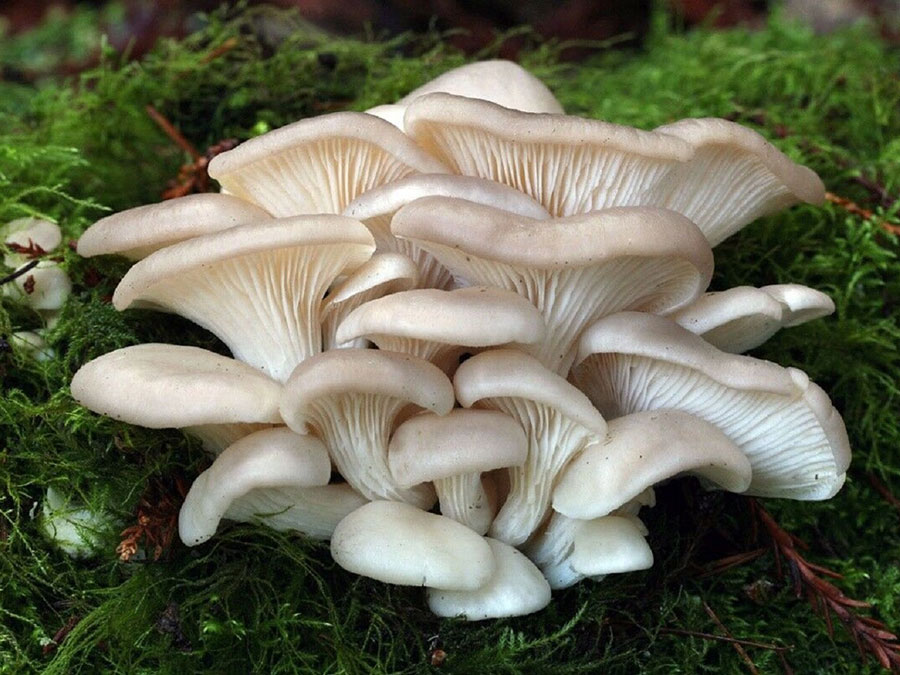 Organîk-Oyster-Mushroom