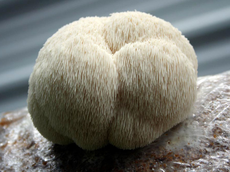 lion's-mane- mushroom