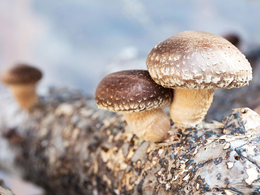 шитаке-печурка