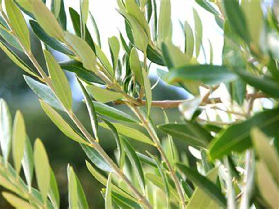 Olive Leaf01