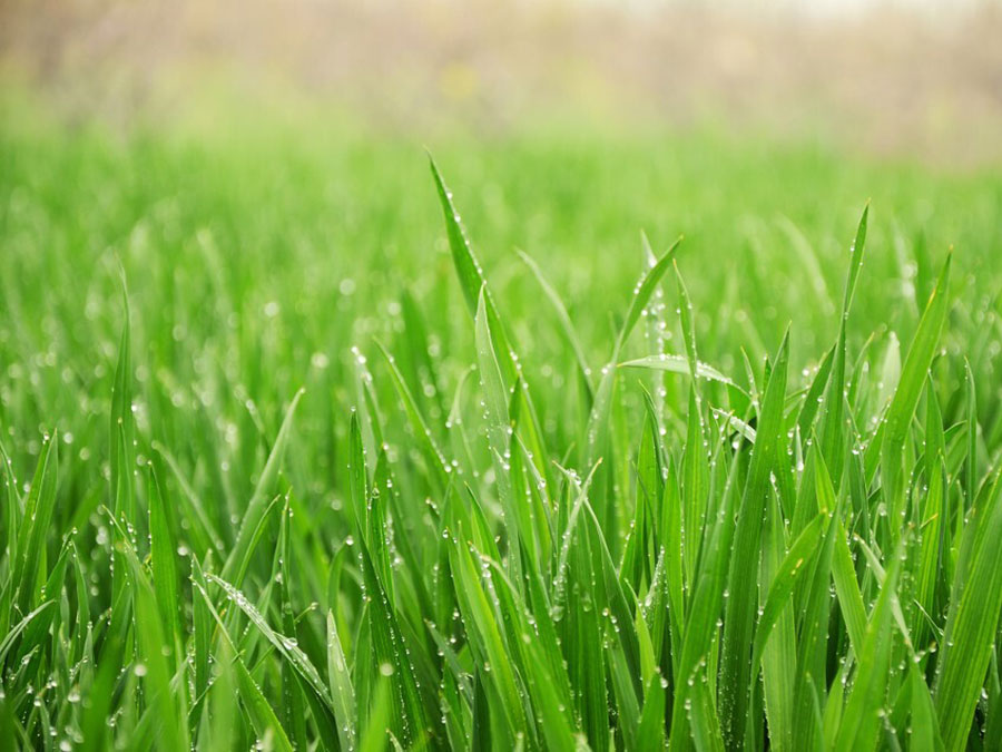 Bio-pšenice-tráva-prášek